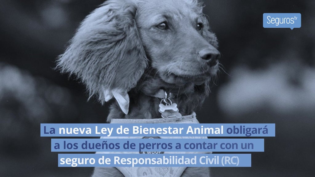 La RC para perros obligatoria, aplazada hasta el desarrollo de la norma

