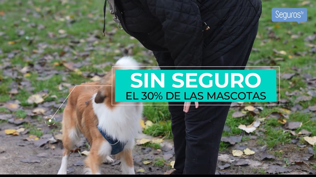 Casi un 30% de perros no está asegurado

